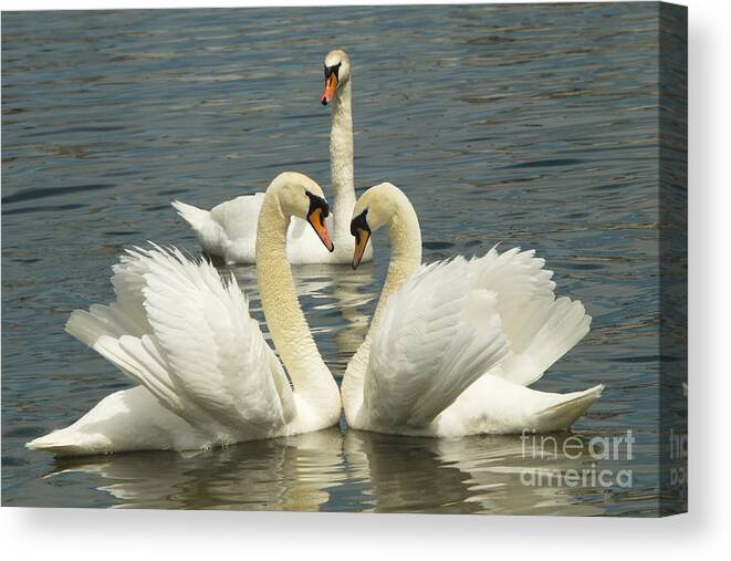 Swan Canvas Print featuring the photograph Special Kinda Love by Andrea Kollo
