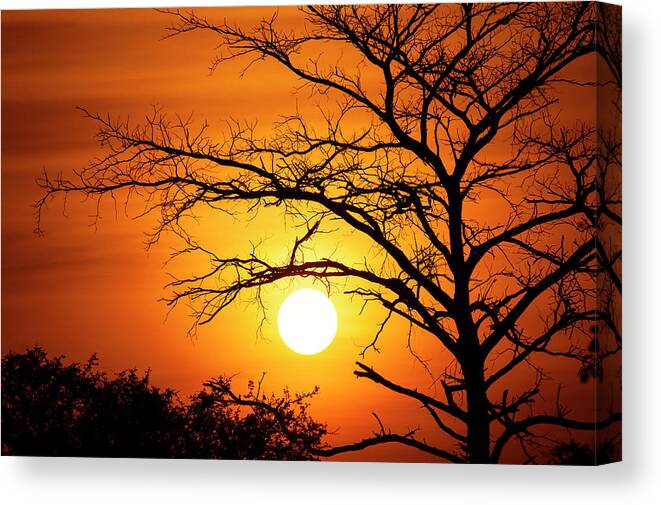 Scenics Canvas Print featuring the photograph Spectacular Sunset Behind A Tree by Guenterguni