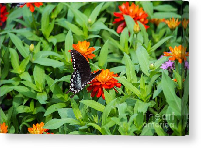 Spicebush Canvas Print featuring the photograph Spicebush Swallowtail by Angela DeFrias