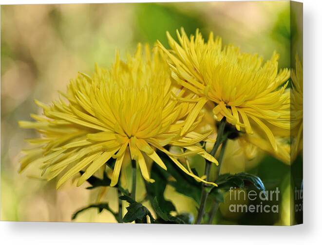 Photography Canvas Print featuring the photograph Spider Mums Anastasia by Kaye Menner