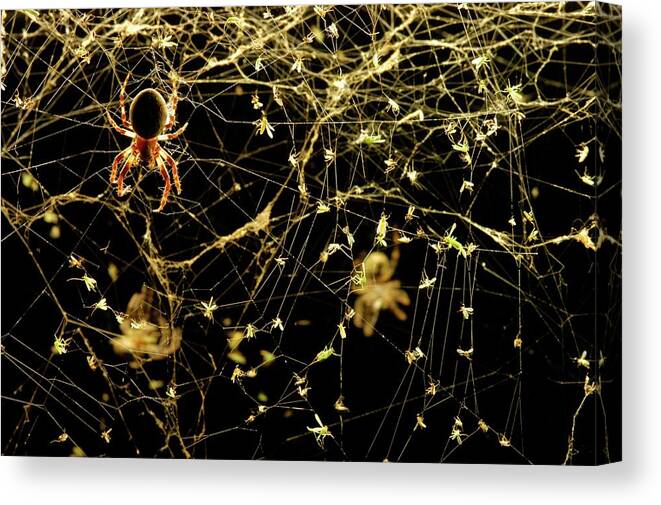 Animal Canvas Print featuring the photograph Spider On A Web Covered In Flies by Thierry Berrod, Mona Lisa Production/ Science Photo Library