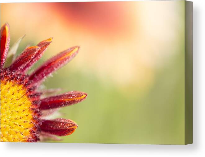 Abstracts Canvas Print featuring the photograph Spider's Stitch On Blanket Flower by Deborah Hughes