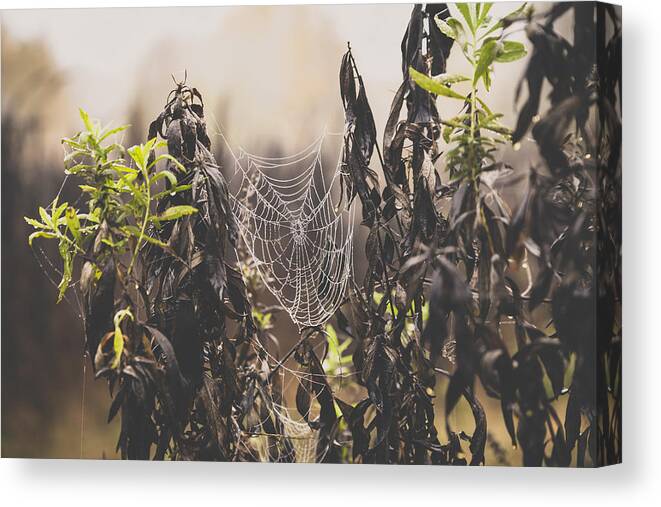 Nature Canvas Print featuring the photograph Spiderweb by Lee Harland