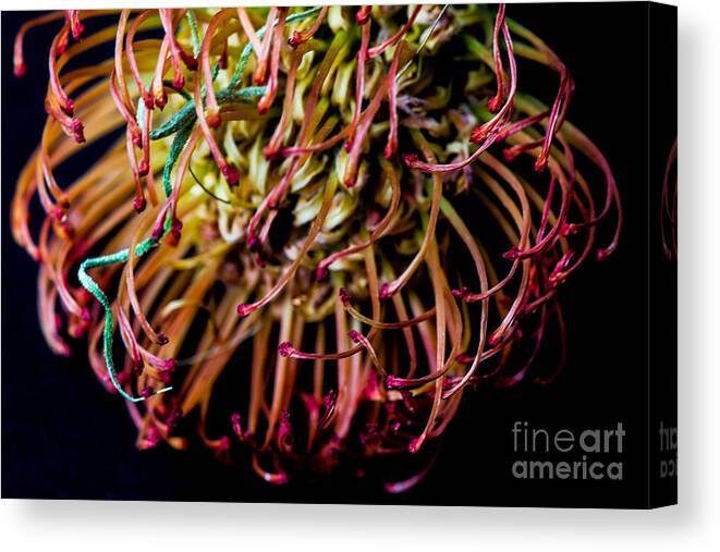 Spiky Flower Canvas Print featuring the photograph Spiky Flower by Mina Isaac