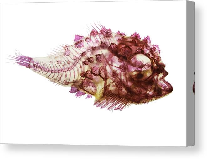 Fish Canvas Print featuring the photograph Spiny Lumpsucker by Adam Summers