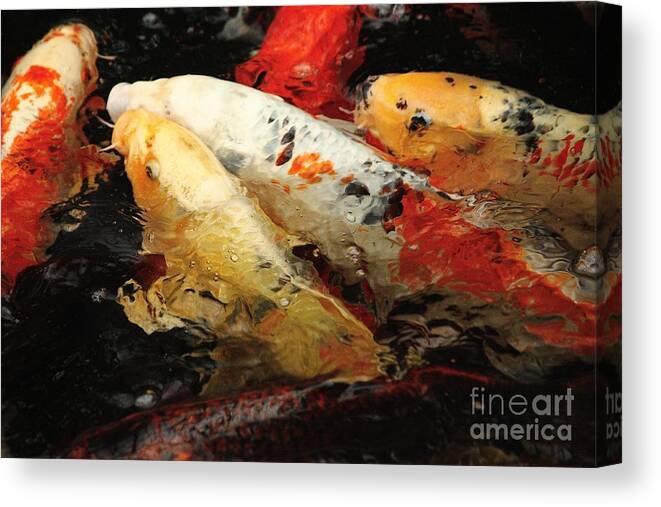 Koi Fish Canvas Print featuring the photograph Splash of Koi Color by Veronica Batterson