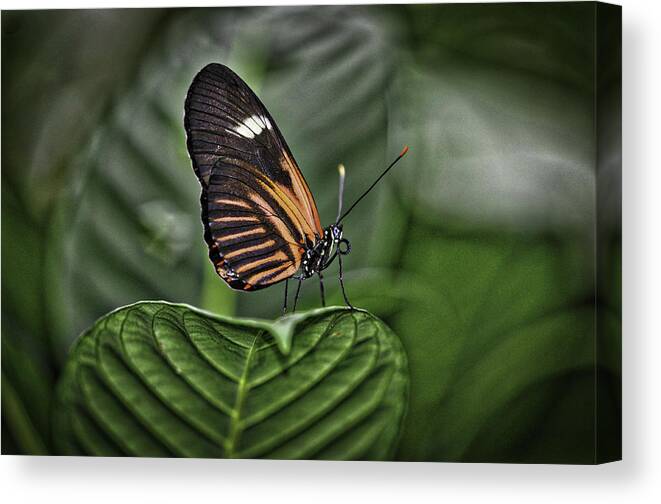 Butterflies Canvas Print featuring the photograph Splash of White by Donald Brown
