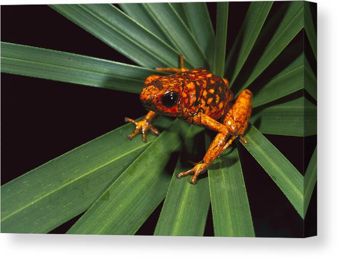 Feb0514 Canvas Print featuring the photograph Splendid Poison Dart Frog On Bromeliad by Pete Oxford