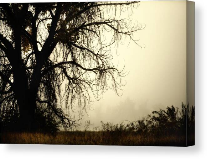 Fog Canvas Print featuring the photograph Spooky Tree by Marilyn Hunt