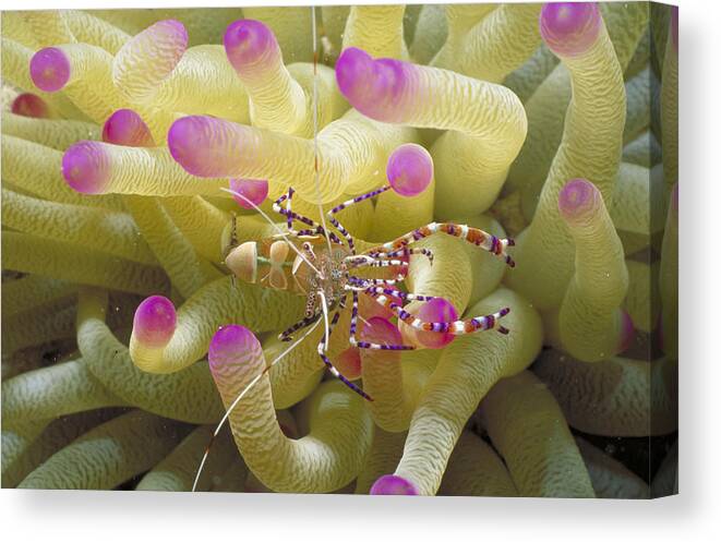 Anemone Canvas Print featuring the photograph Spotted Cleaner Shrimp On Pink-tipped by Mary Beth Angelo