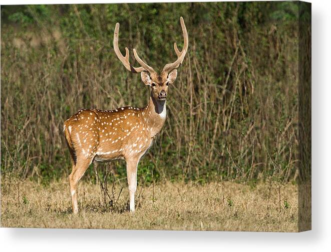 Photography Canvas Print featuring the photograph Spotted Deer Axis Axis In A Forest by Panoramic Images