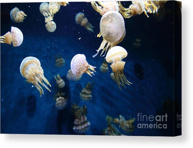 Jelly Canvas Print featuring the photograph Spotted Jelly Fish 5D24951 by Wingsdomain Art and Photography