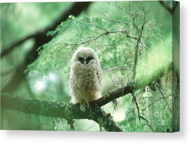 Animal Canvas Print featuring the photograph Spotted Owl Owlet Strix Occidentalis by Art Wolfe
