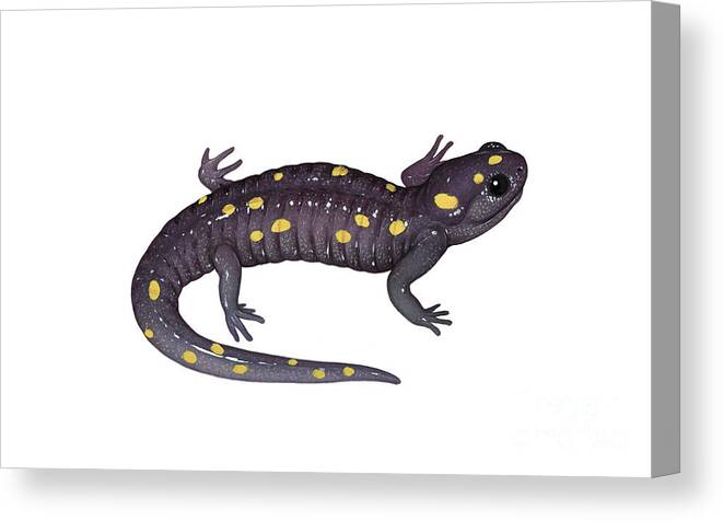 Art Canvas Print featuring the photograph Spotted Salamander by Carlyn Iverson