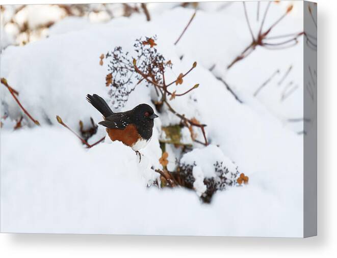 Adult Canvas Print featuring the photograph Spotted Towhee by Michael Russell