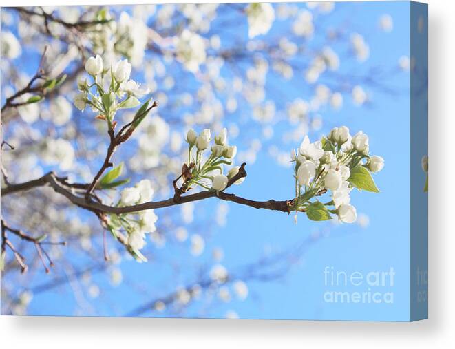 Spring Canvas Print featuring the photograph Spring by Barbara Dean