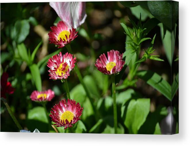 Spring Canvas Print featuring the photograph Spring Blooms by Tara Potts