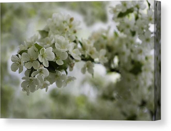 Blooming Canvas Print featuring the photograph Spring Bloosom by Sebastian Musial