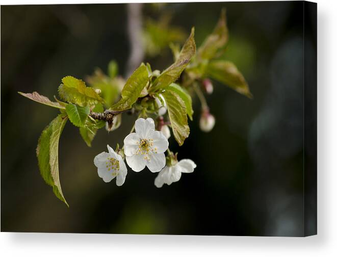 Branch Canvas Print featuring the photograph Spring Blossom by Spikey Mouse Photography