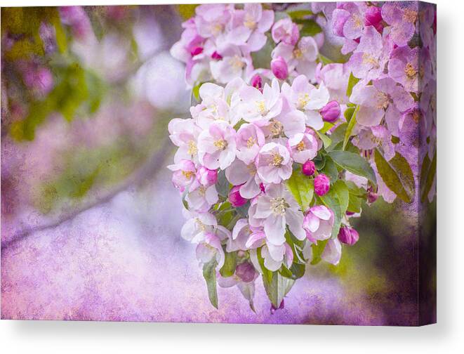 Pink Canvas Print featuring the photograph Spring Blossoms by Cathy Kovarik