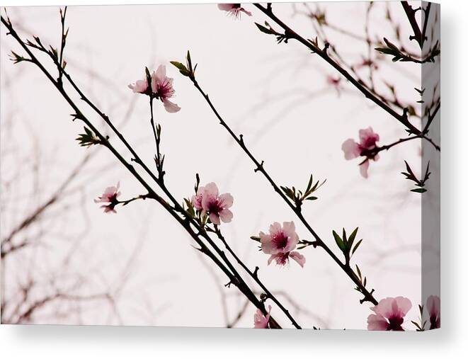 Flowers Canvas Print featuring the photograph Spring Blossoms by Vanessa Thomas