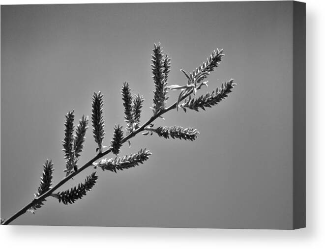 Spring Canvas Print featuring the photograph Spring buds by Lisa Kane
