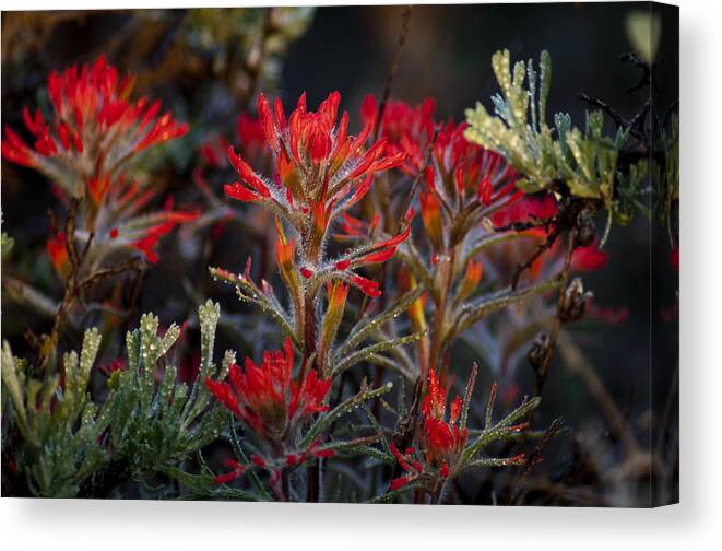 Paintbrush Canvas Print featuring the photograph Spring Dew Paintbrush by Eric Rundle