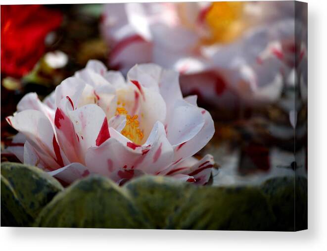 Spring Canvas Print featuring the photograph Spring Fling by Karen Scovill
