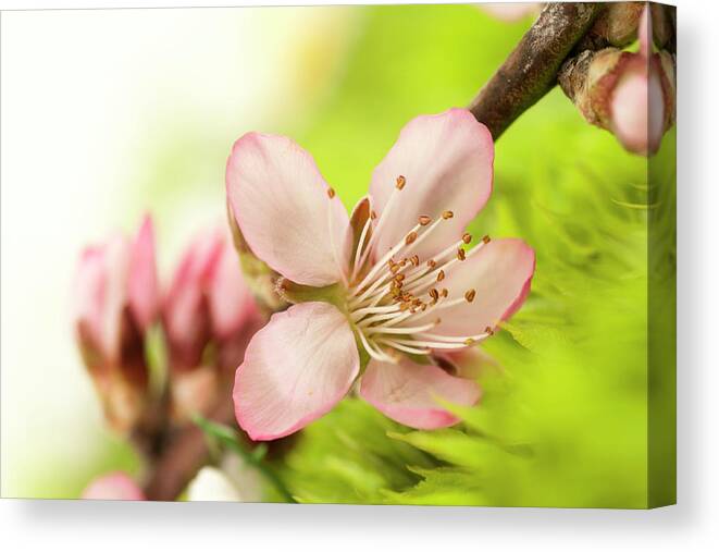 Single Flower Canvas Print featuring the photograph Spring Flower by Marcomarchi