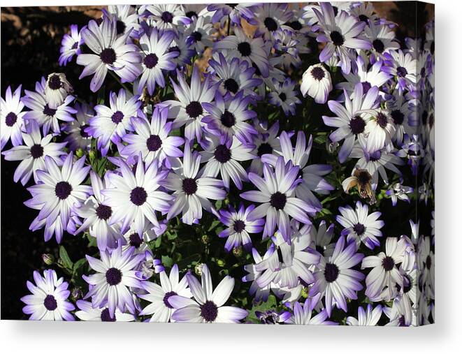 Landscapes Canvas Print featuring the photograph Spring Flowers by Douglas Miller