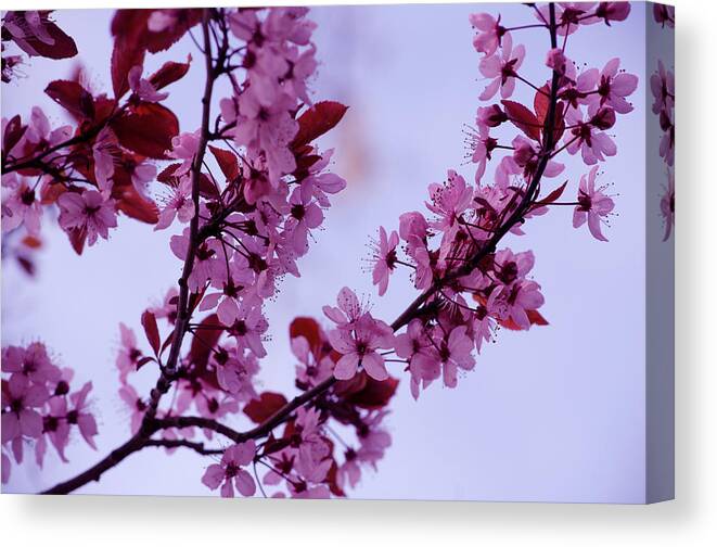 Blooming Canvas Print featuring the photograph Spring Fruit Tree Blossoms by Tikvah's Hope