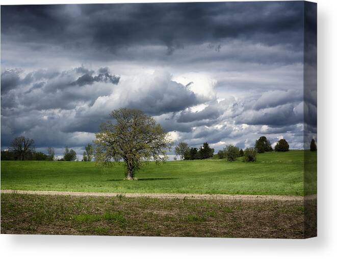 Spring Landscape Canvas Print featuring the photograph Spring Greens by Dan Hefle