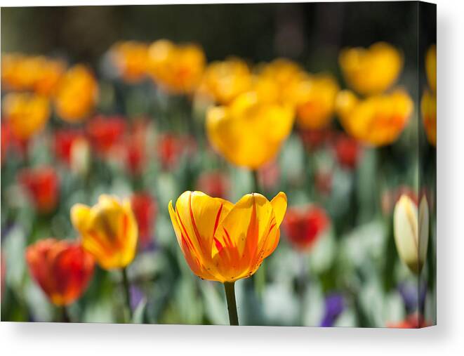 Flower Canvas Print featuring the photograph Spring is upon us by Nathan Rupert