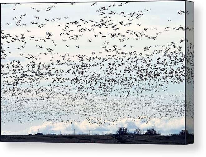 Snow Geese Canvas Print featuring the photograph Spring Migration #2 by Kae Cheatham