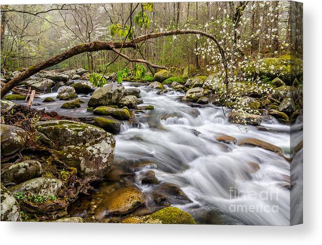 Middle Prong Of The Little River Canvas Print featuring the photograph Dogwood Bend by Anthony Heflin