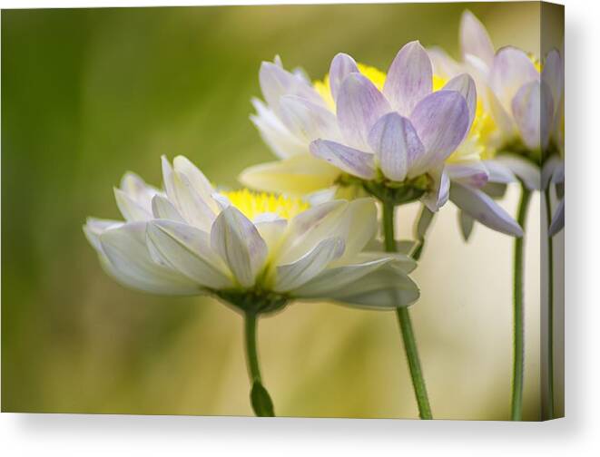 Flower Canvas Print featuring the photograph Spring by Paulo Goncalves