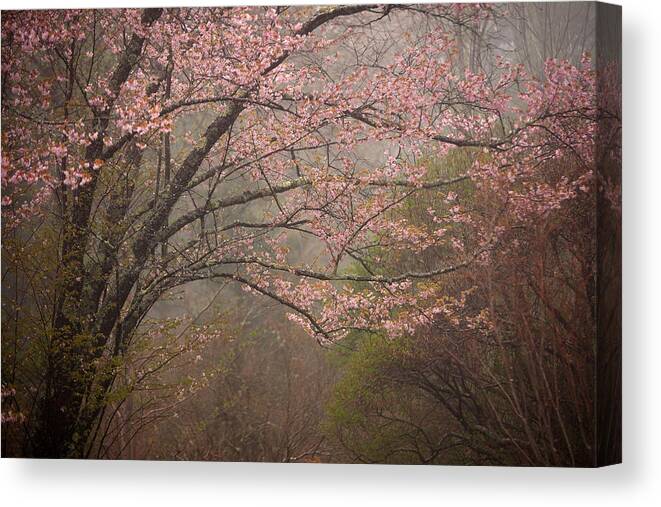 Maine Canvas Print featuring the photograph Spring Woods by Patrick Downey