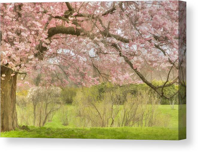 Pink Canvas Print featuring the photograph Spring's Gentle Arms by Marilyn Cornwell