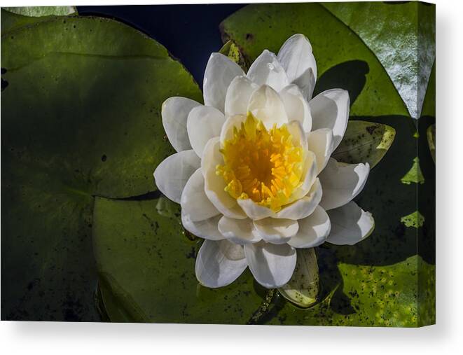 Andrew Pacheco Canvas Print featuring the photograph Springtime In the Swamp by Andrew Pacheco