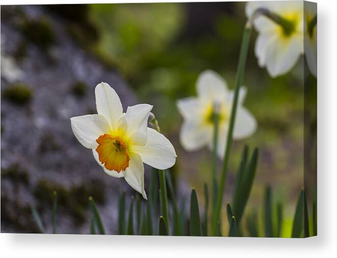 Andrew Pacheco Canvas Print featuring the photograph Springtime in Wilbour Woods by Andrew Pacheco