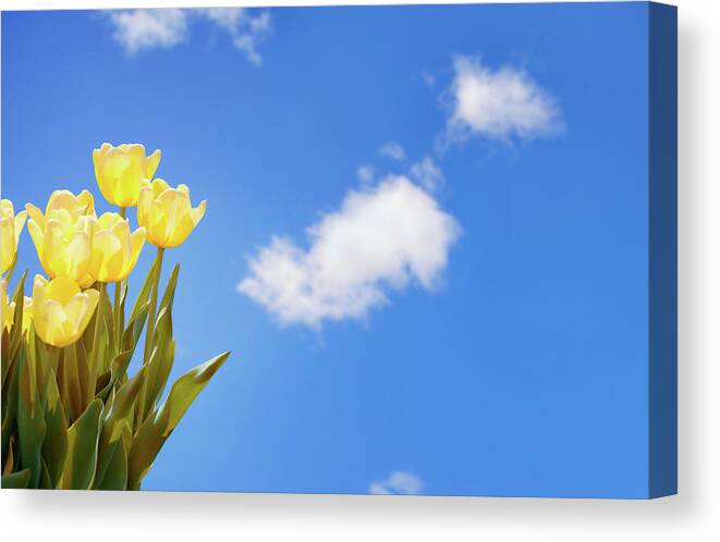 Dutch Culture Canvas Print featuring the photograph Springtime by Nicolasmccomber