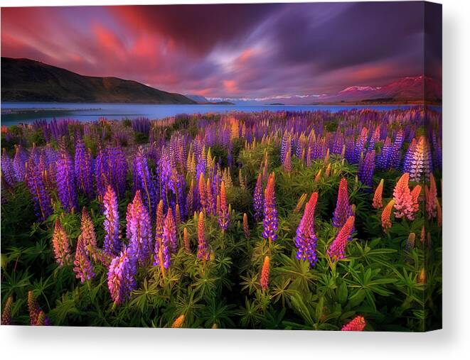 Lupines Canvas Print featuring the photograph Springtime Rush by Patrick Marson Ong