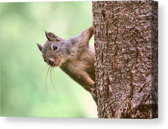 Squirrels Canvas Print featuring the photograph Squirrel in a Tree by Peggy Collins