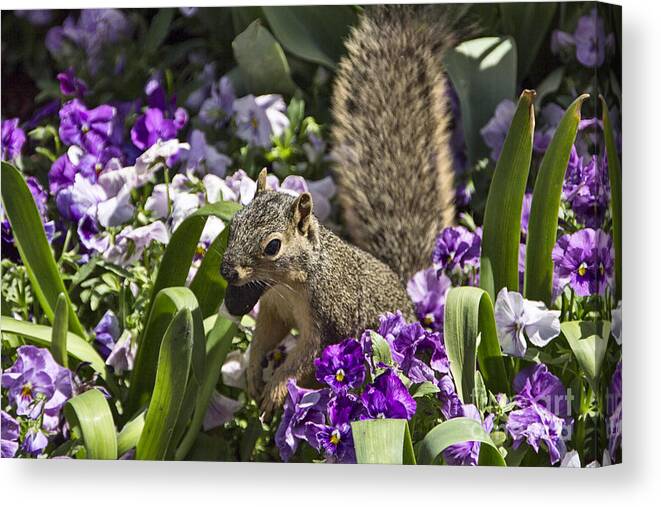 Squirrel Canvas Print featuring the photograph Squirrel in The Botanic Garden-Dallas Arboretum V2 by Douglas Barnard