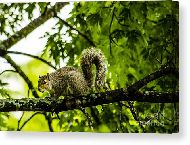 Squirrel Canvas Print featuring the photograph Squirrel on the Hunt by Deborah Smolinske