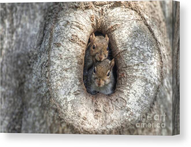Squirrel Canvas Print featuring the photograph Squirrels Rocky and Adrian by D Wallace