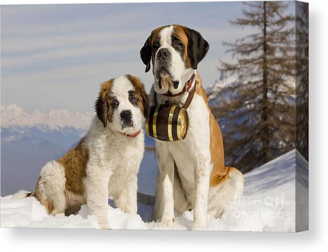 Dog Canvas Print featuring the photograph St Bernard And Puppy by Jean-Michel Labat