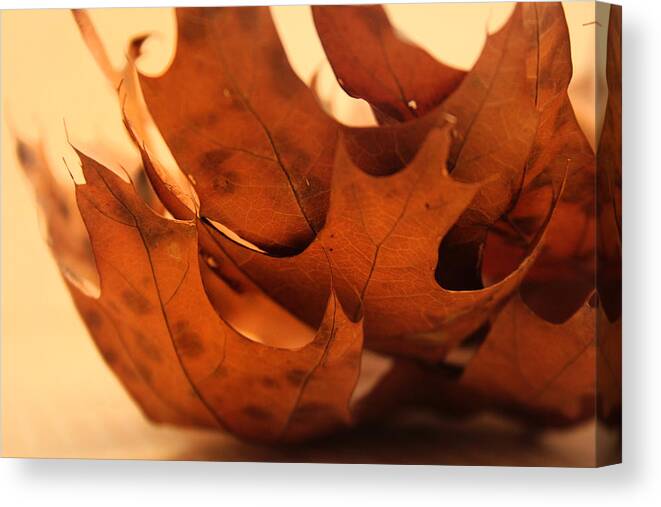 Kelly Canvas Print featuring the photograph Stack of Brown Leaves in Color by Kelly Hazel