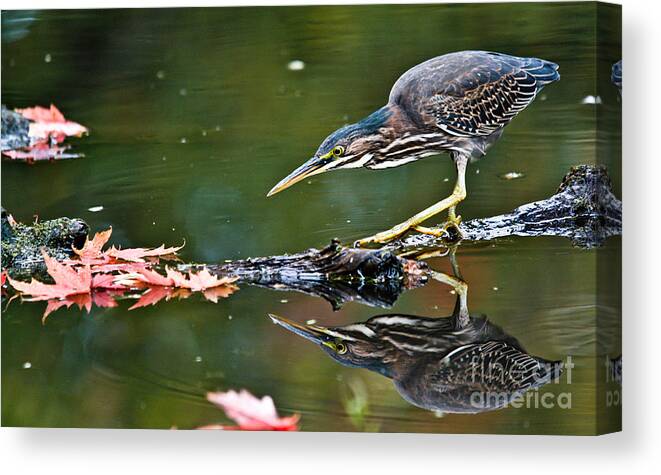 Green Heron Canvas Print featuring the photograph Stalking Reflection by Cheryl Baxter