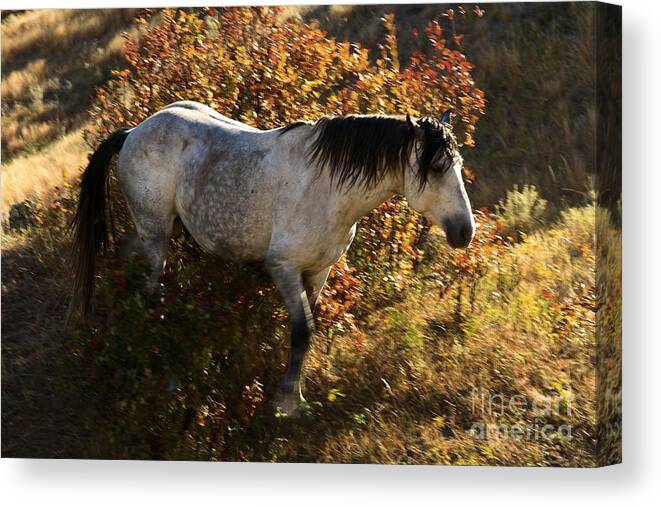 Theodore Roosevelt National Park Canvas Print featuring the photograph Stallion Of The Badlands by Adam Jewell